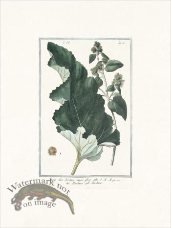 Bonelli 683 turkey burrseed